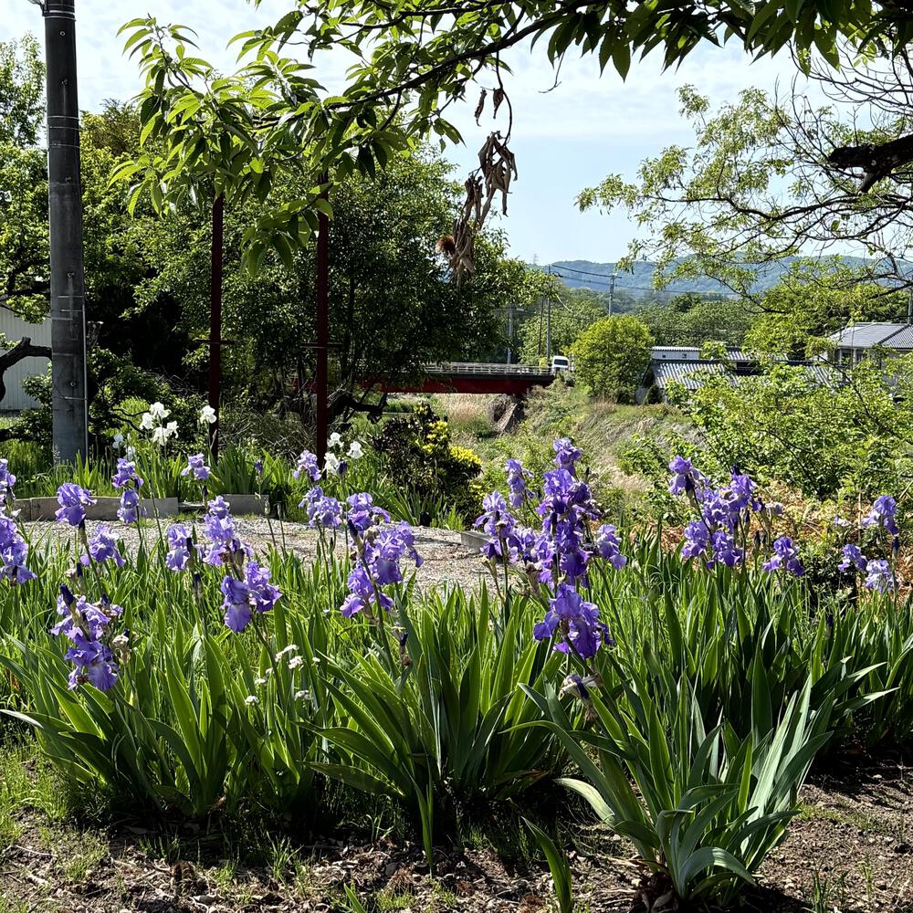 浅科の田園エリアと中山道塩名田宿の写真24