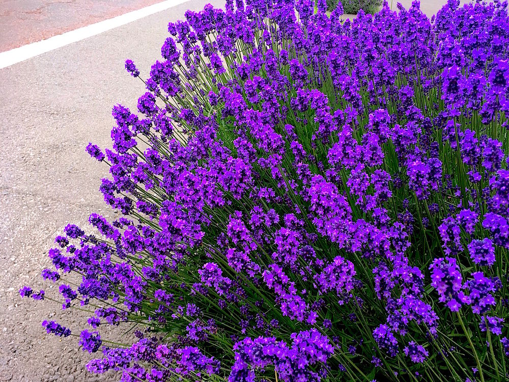 札幌-小樽-余市を繋ぐランニングコース（約55km）の写真3