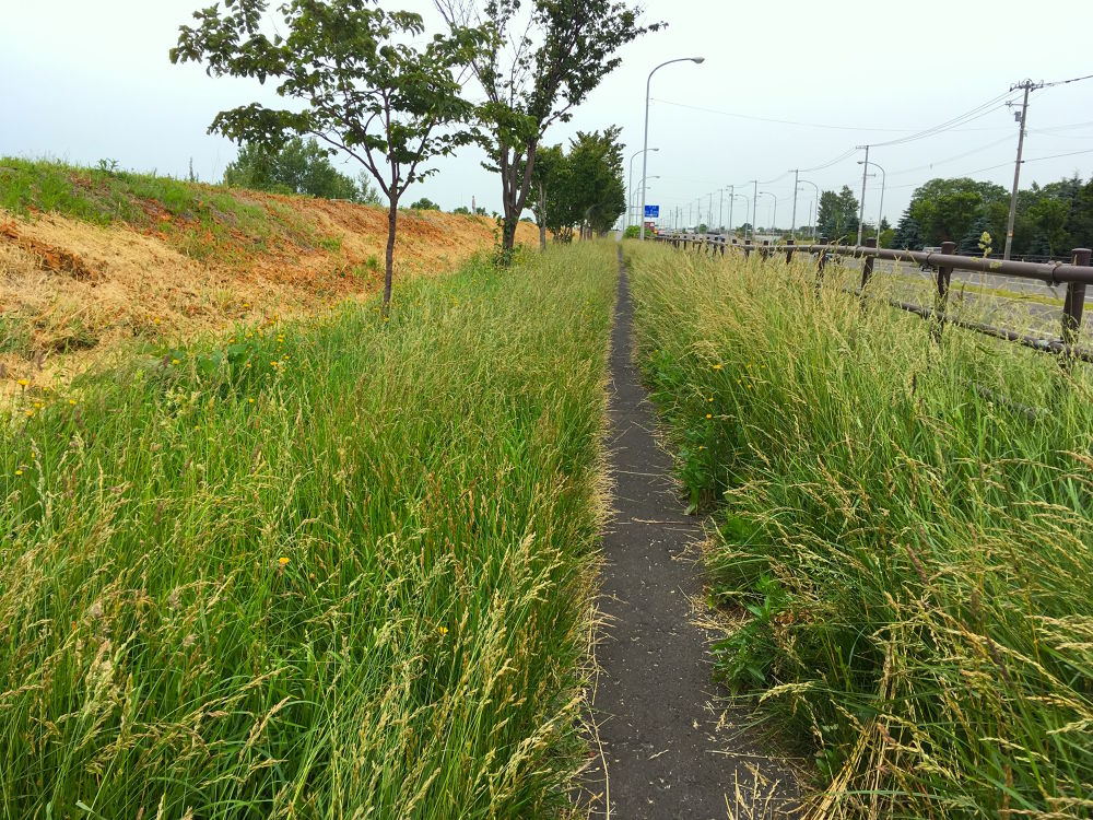 札幌-小樽-余市を繋ぐランニングコース（約55km）の写真12