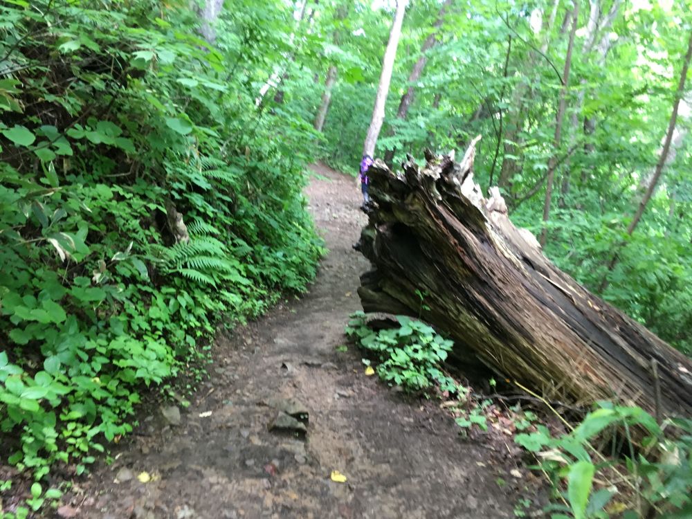 札幌を一望！藻岩山・慈啓会病院前トレイルコースの写真3