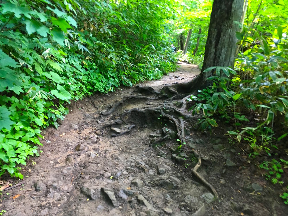 札幌を一望！藻岩山・慈啓会病院前トレイルコースの写真4