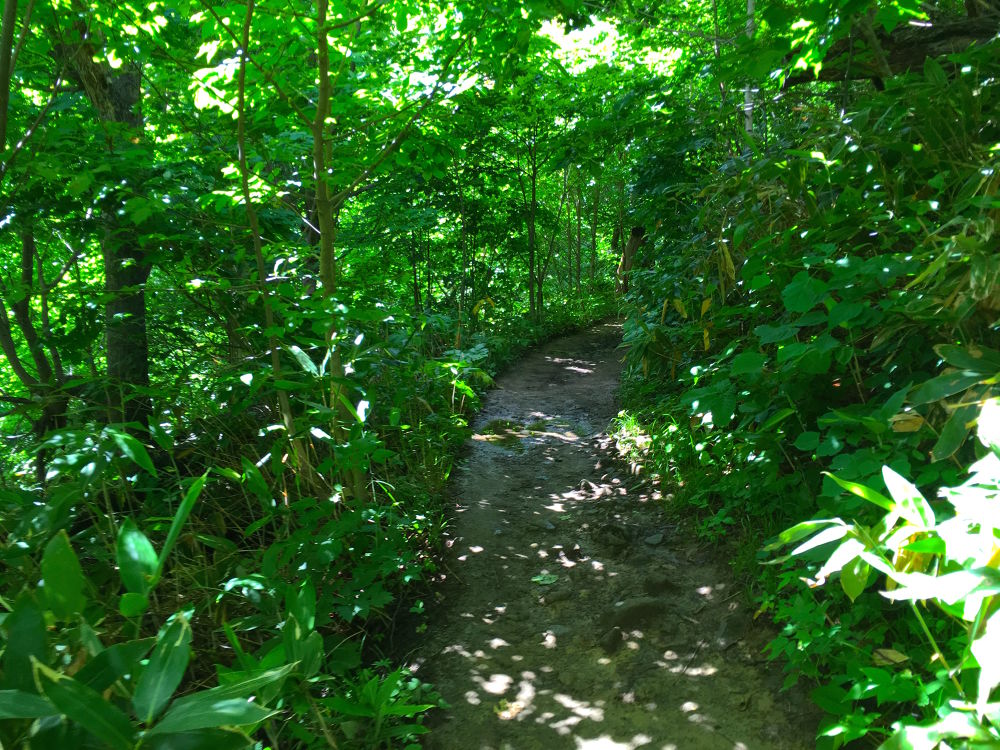 札幌を一望！藻岩山・慈啓会病院前トレイルコースの写真6