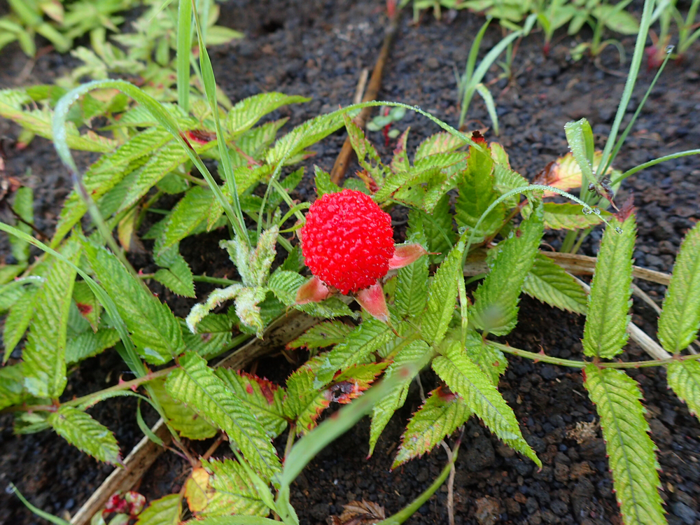 早朝の山中湖から明神山の絶景トレイルの写真5