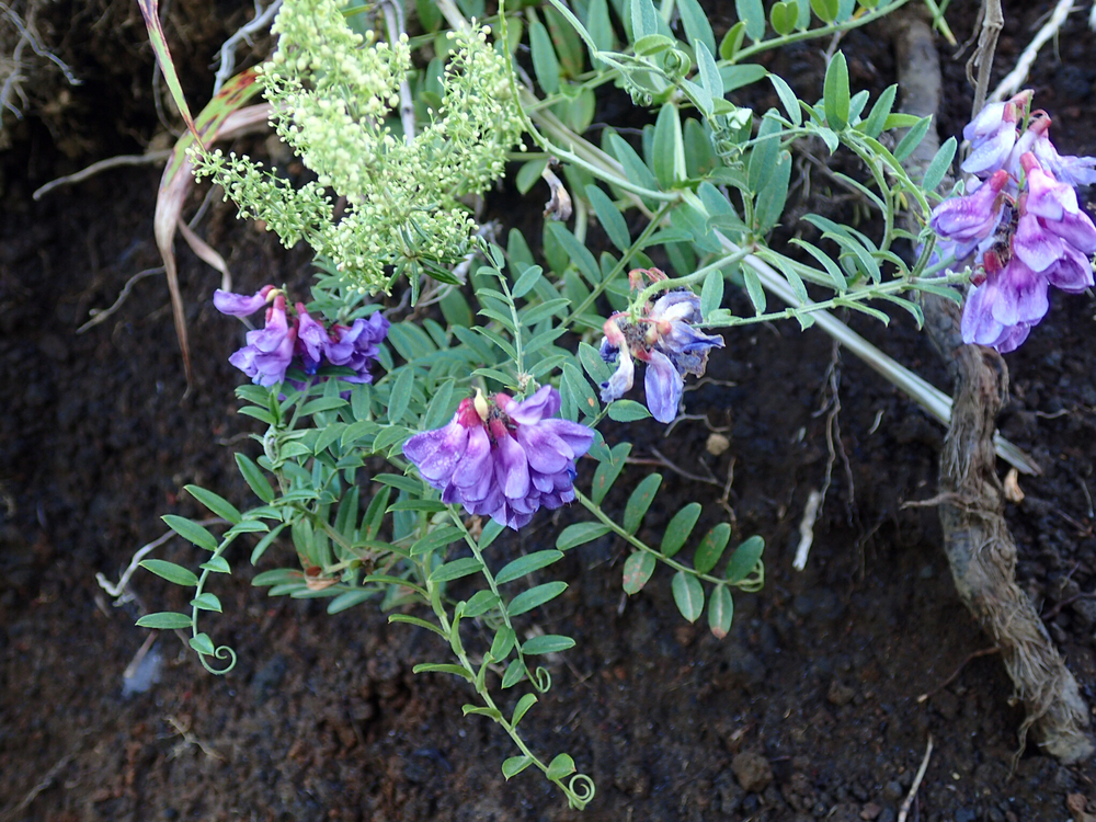 早朝の山中湖から明神山の絶景トレイルの写真7