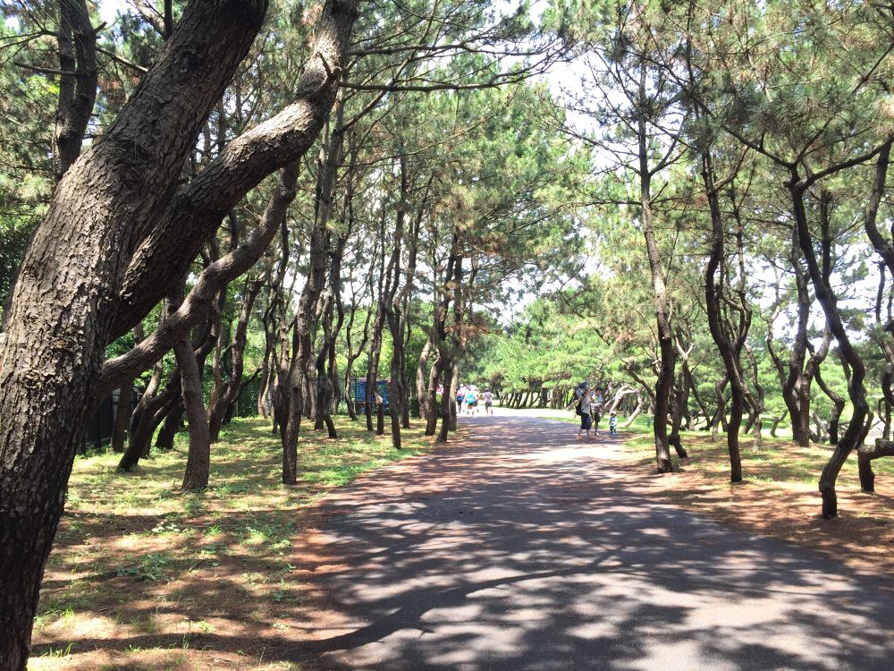 湘南の風を感じる道の写真3