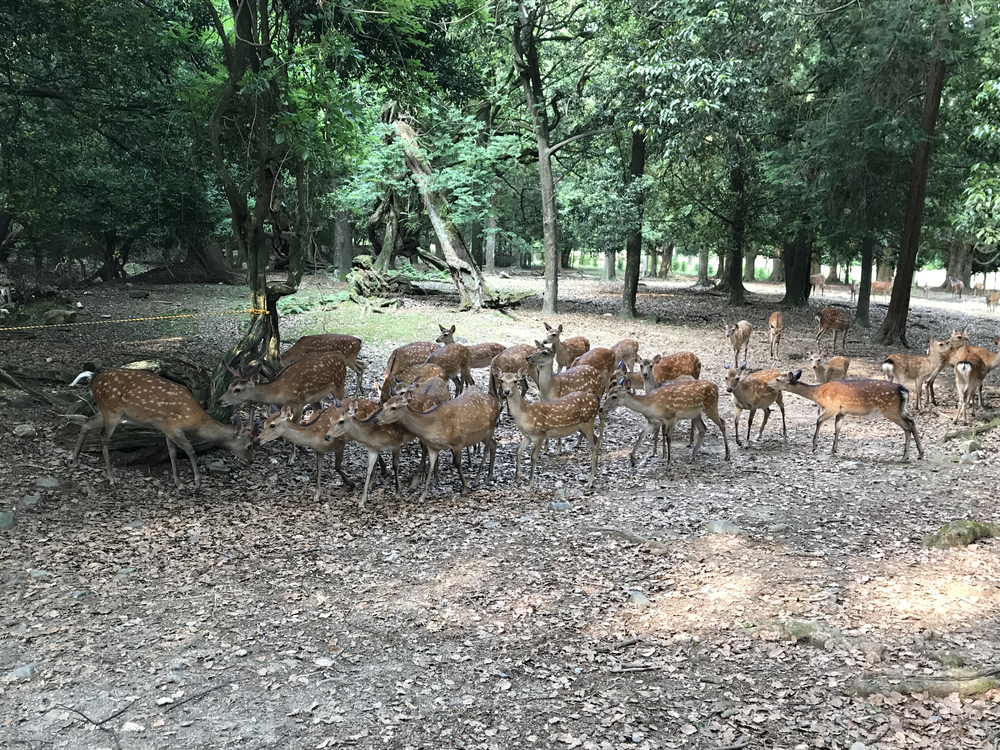 JR奈良駅発奈良公園主要スポット周遊10kコースの写真3