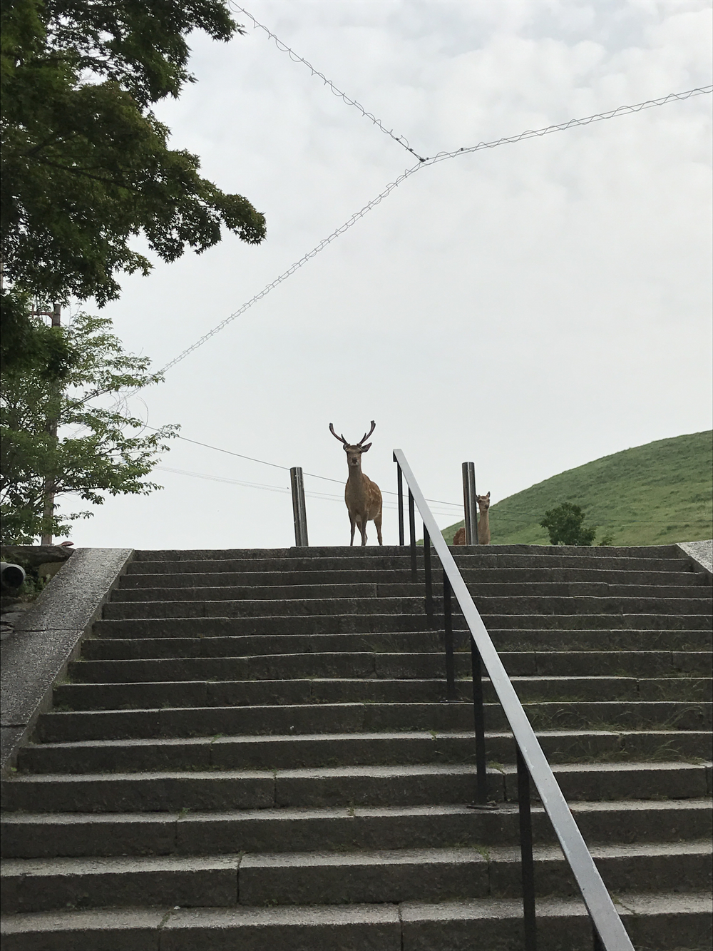 JR奈良駅発奈良公園主要スポット周遊10kコースの写真7