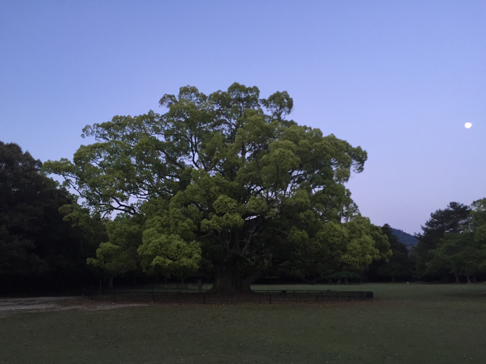 夕暮れ時の奈良公園7kmの写真15