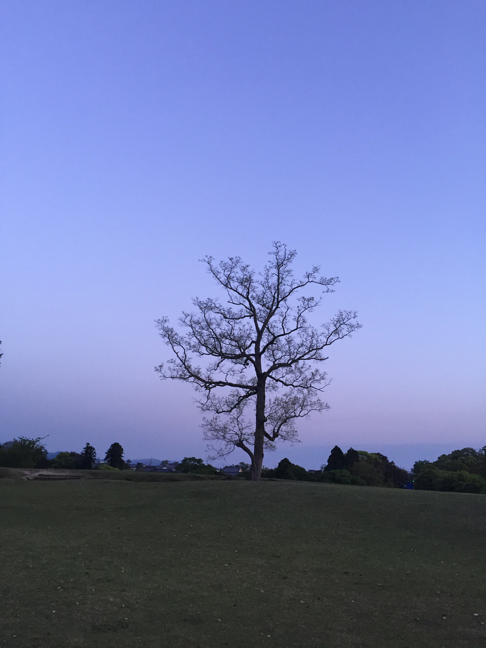 夕暮れ時の奈良公園7kmの写真16