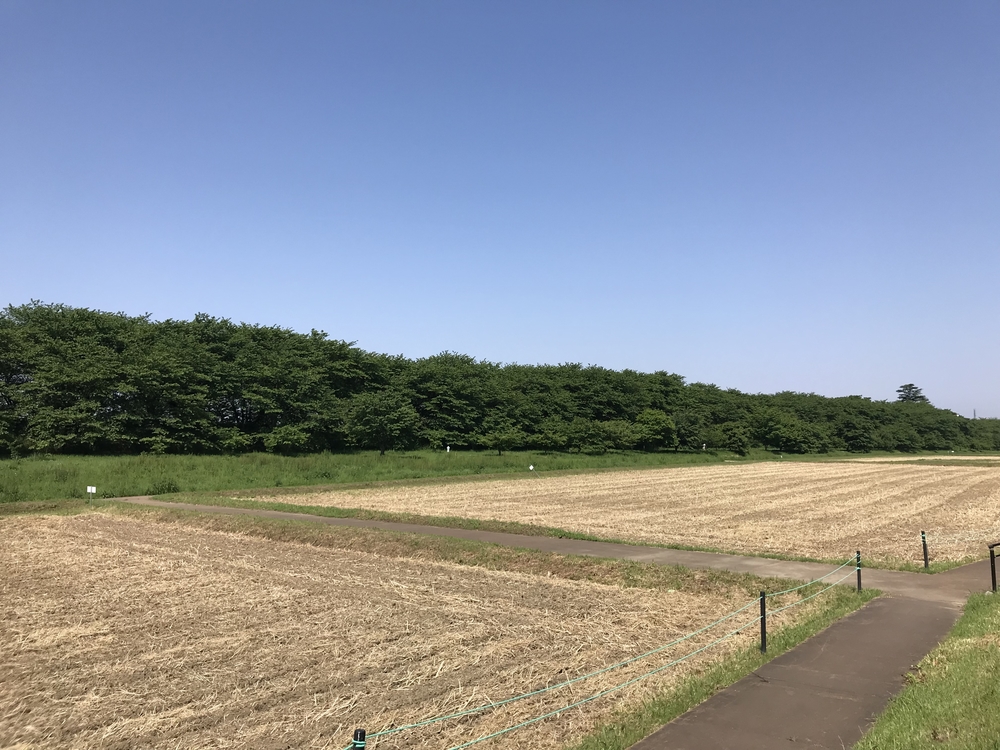 幸手権現堂から権現堂川堤周回コースの写真4