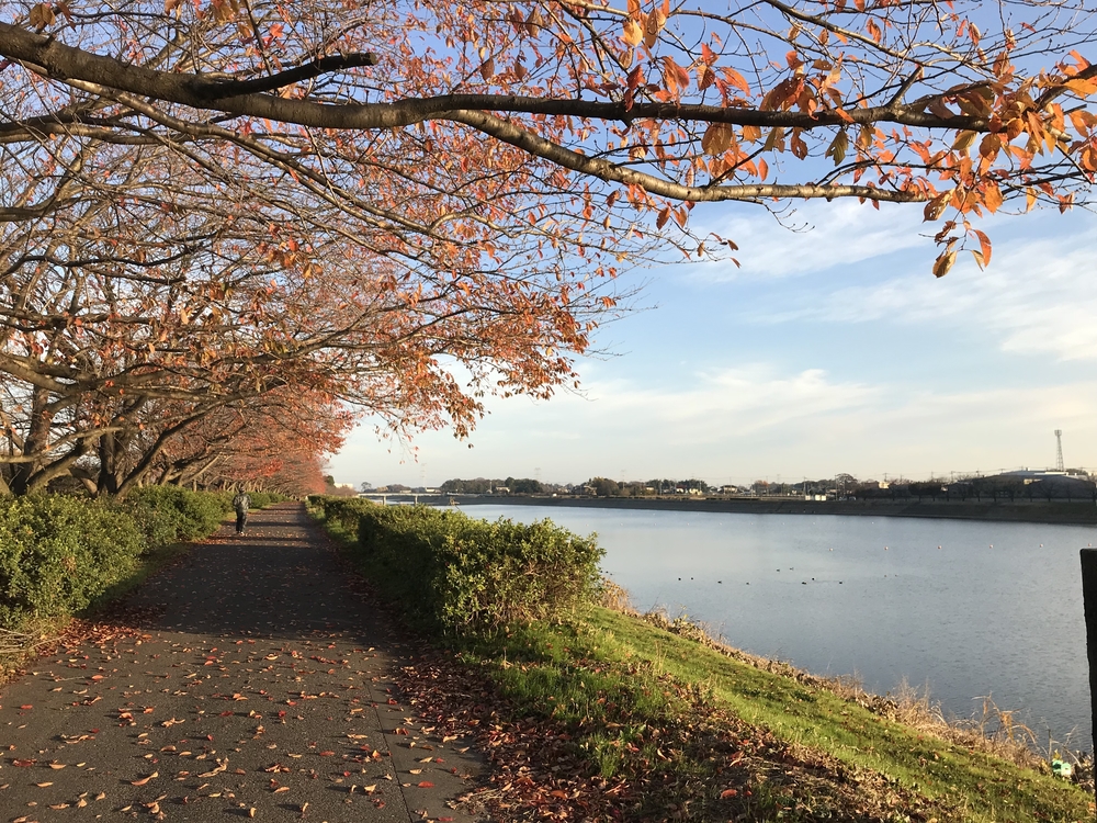 幸手権現堂から権現堂川堤周回コースの写真5