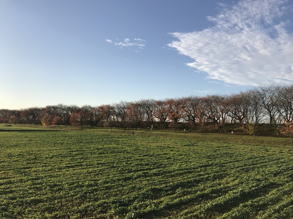 幸手権現堂から権現堂川堤周回コースの写真6