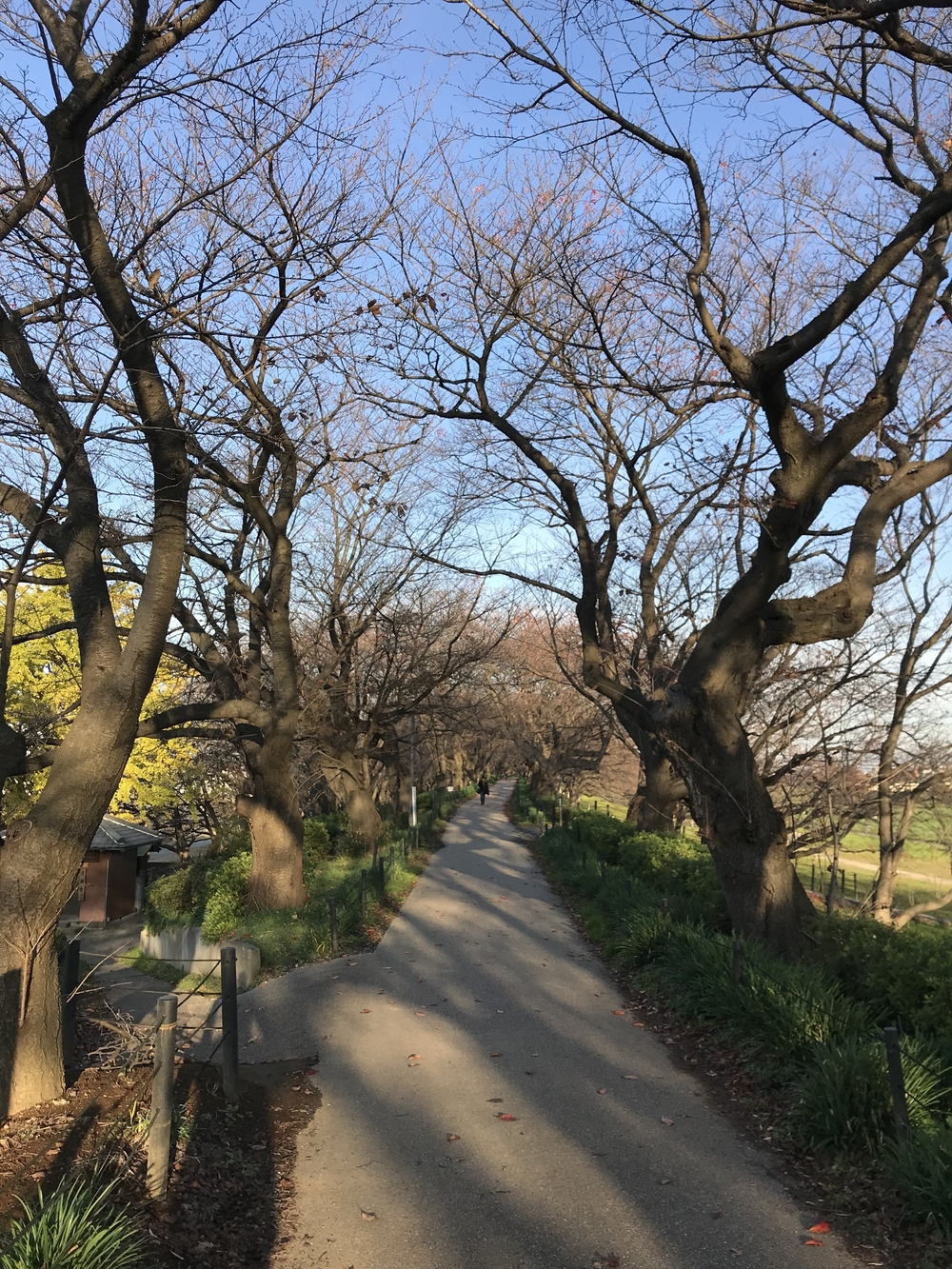 幸手権現堂から権現堂川堤周回コースの写真7