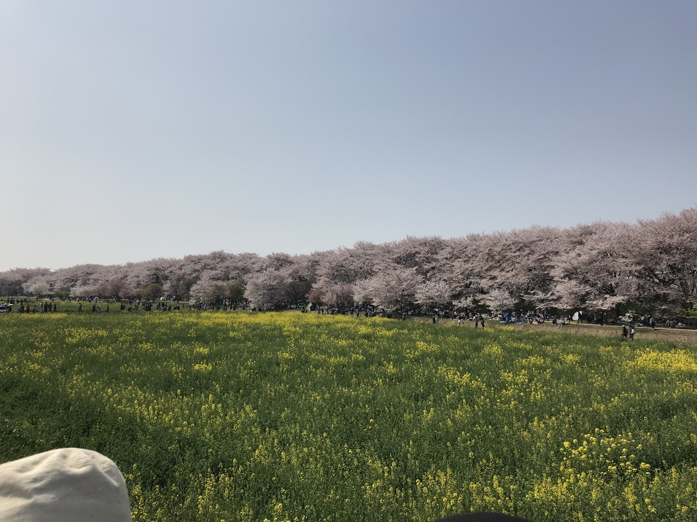 幸手権現堂から権現堂川堤周回コースの写真8