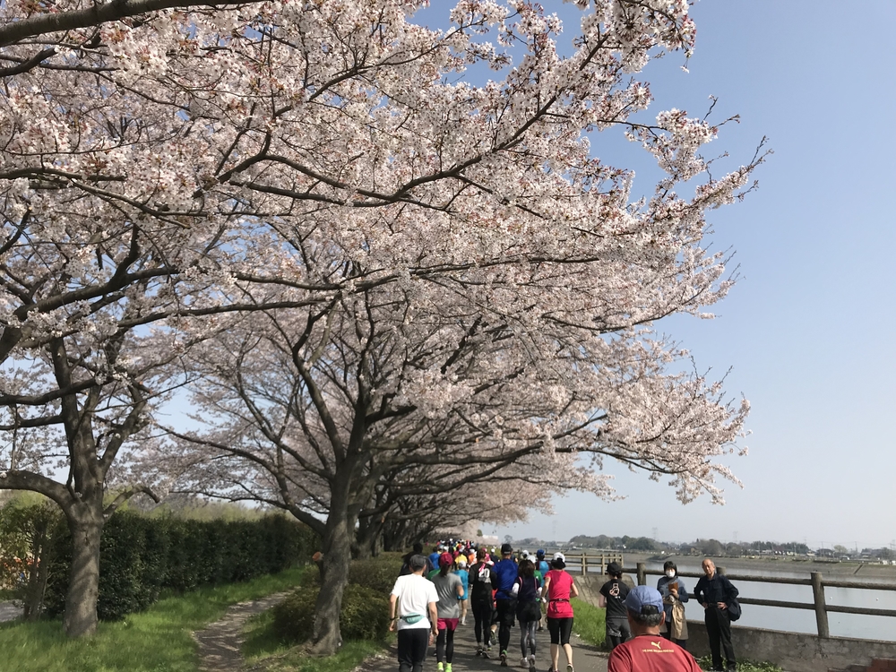 幸手権現堂から権現堂川堤周回コースの写真9
