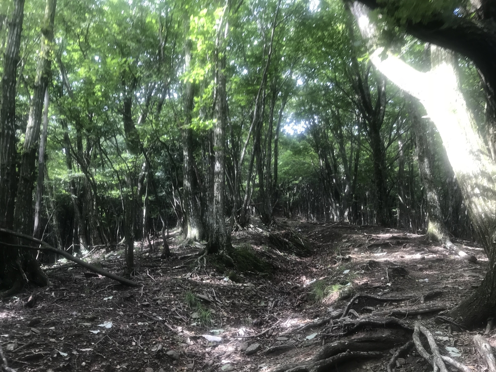 99%トレイル！20K 芦ヶ久保駅〜二子山〜焼山〜武川岳〜妻坂峠〜大持山〜武甲山〜浦山口駅の写真3