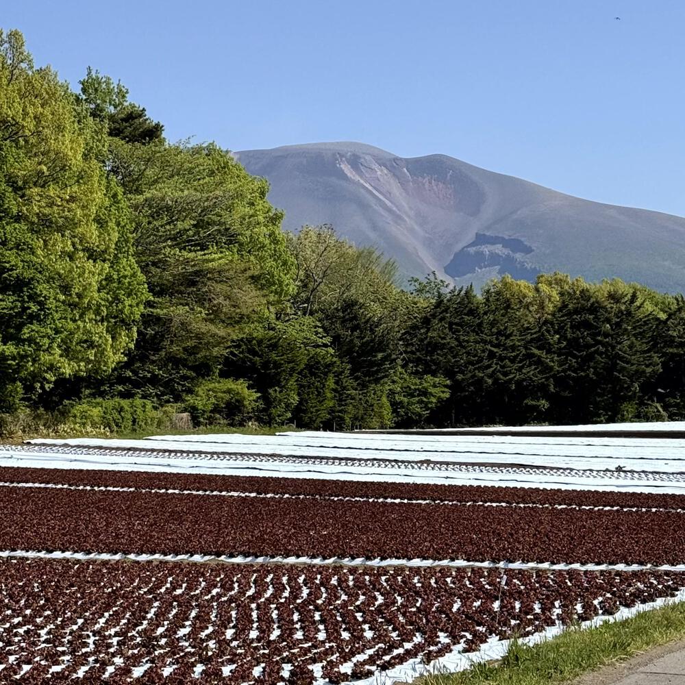 信濃追分「コスモス街道の碑」と御影用水（千ケ滝湯川用水温水路）の写真34