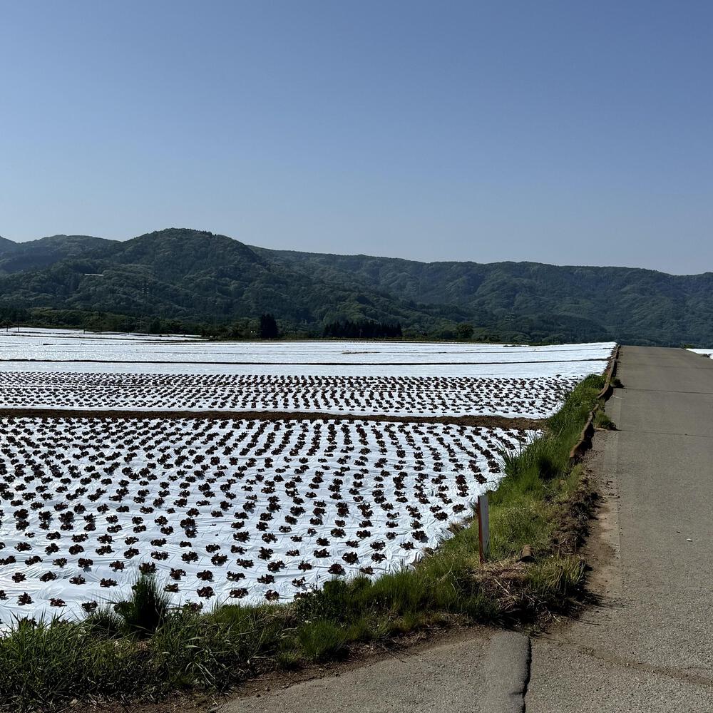 信濃追分「コスモス街道の碑」と御影用水（千ケ滝湯川用水温水路）の写真35