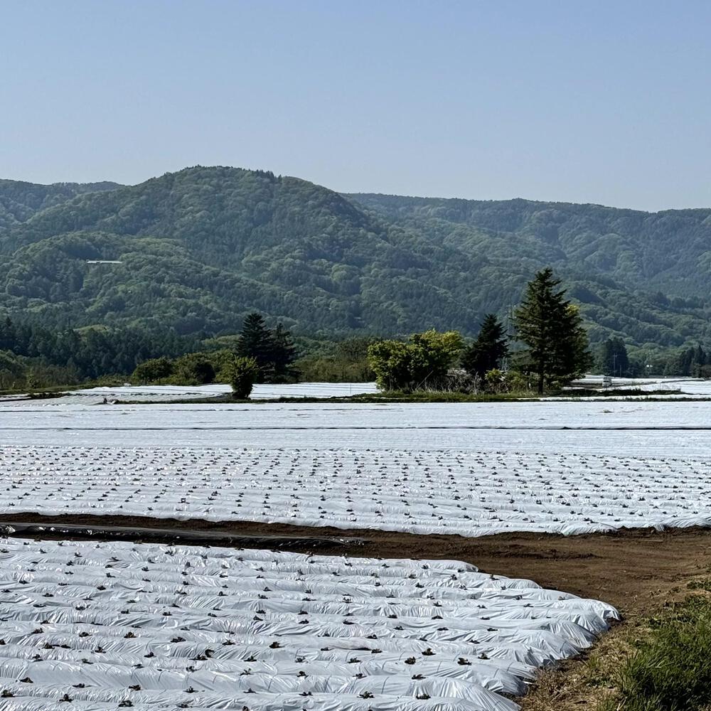 信濃追分「コスモス街道の碑」と御影用水（千ケ滝湯川用水温水路）の写真37