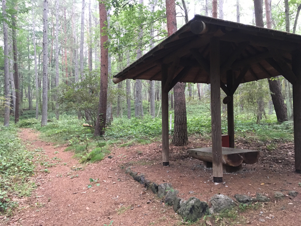 【軽井沢Runtrip】早朝にオススメ！森林浴ラン①の写真4