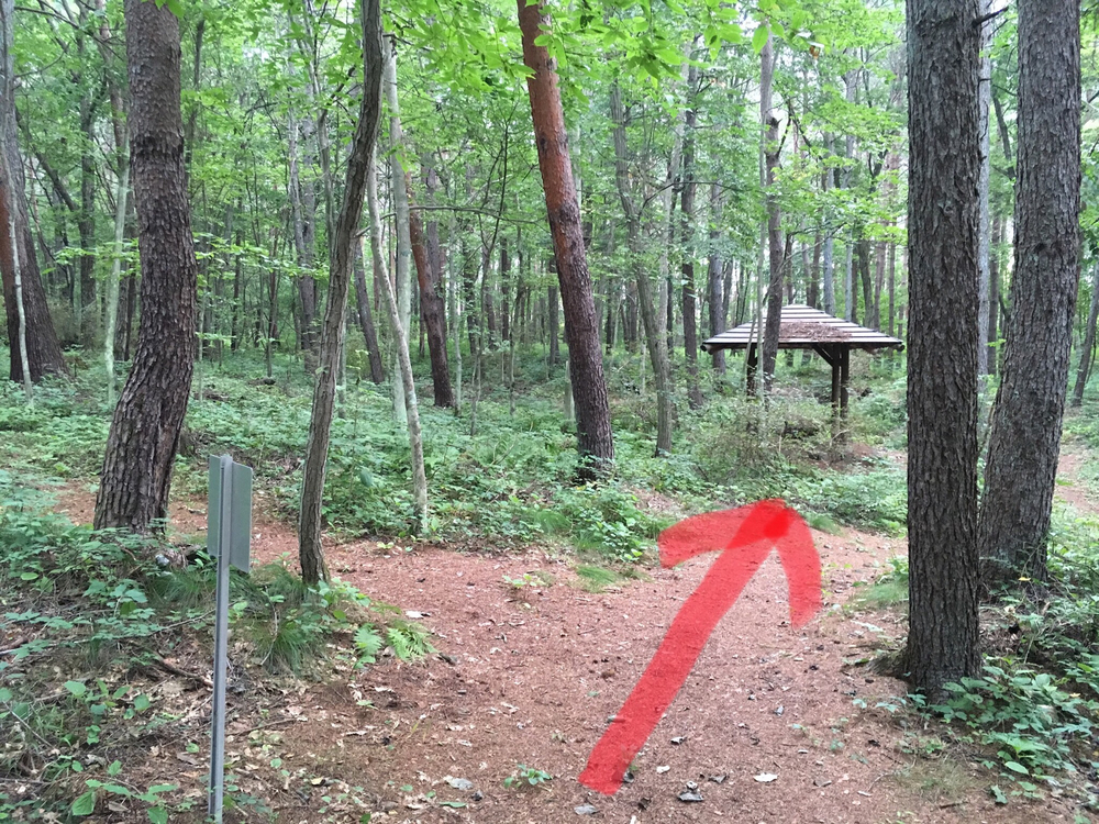 【軽井沢Runtrip】早朝にオススメ！森林浴ラン①の写真5