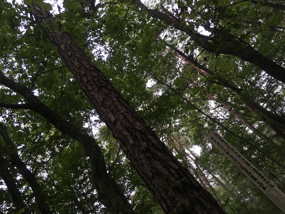 【軽井沢Runtrip】早朝にオススメ！森林浴ラン①の写真6