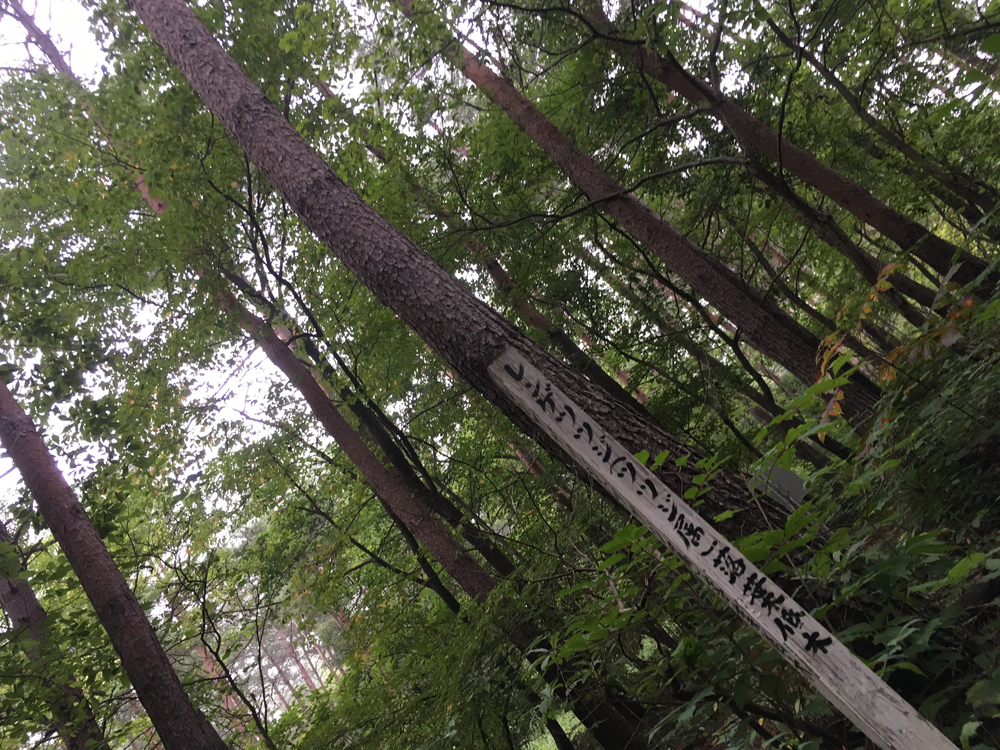 【軽井沢Runtrip】早朝にオススメ！森林浴ラン①の写真7