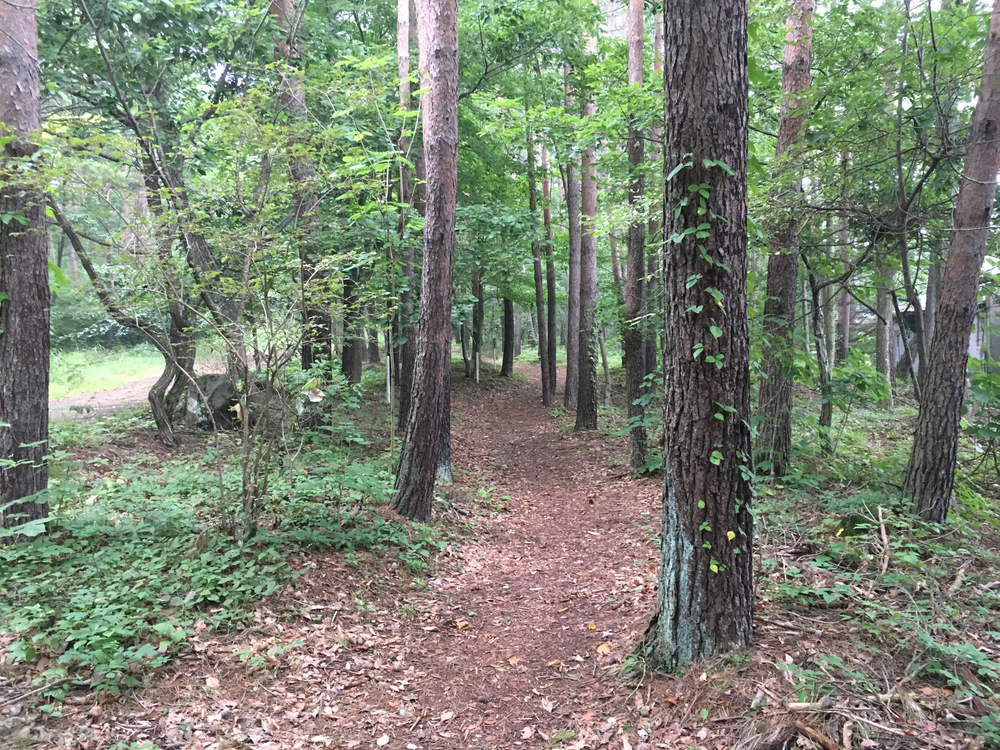 【軽井沢Runtrip】早朝にオススメ！森林浴ラン①の写真8