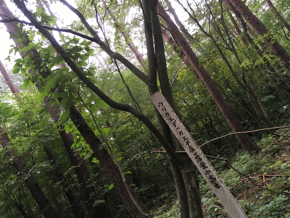 【軽井沢Runtrip】早朝にオススメ！森林浴ラン①の写真9