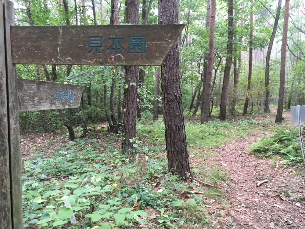 【軽井沢Runtrip】早朝にオススメ！森林浴ラン①の写真10