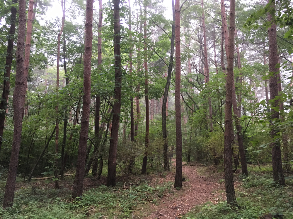 【軽井沢Runtrip】早朝にオススメ！森林浴ラン①の写真11