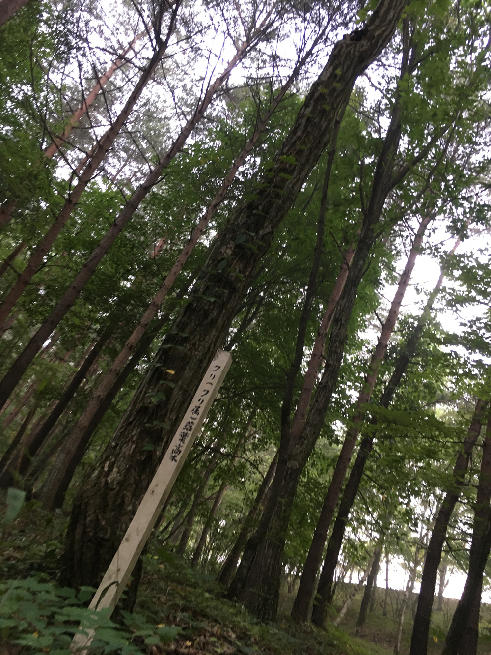 【軽井沢Runtrip】早朝にオススメ！森林浴ラン①の写真12