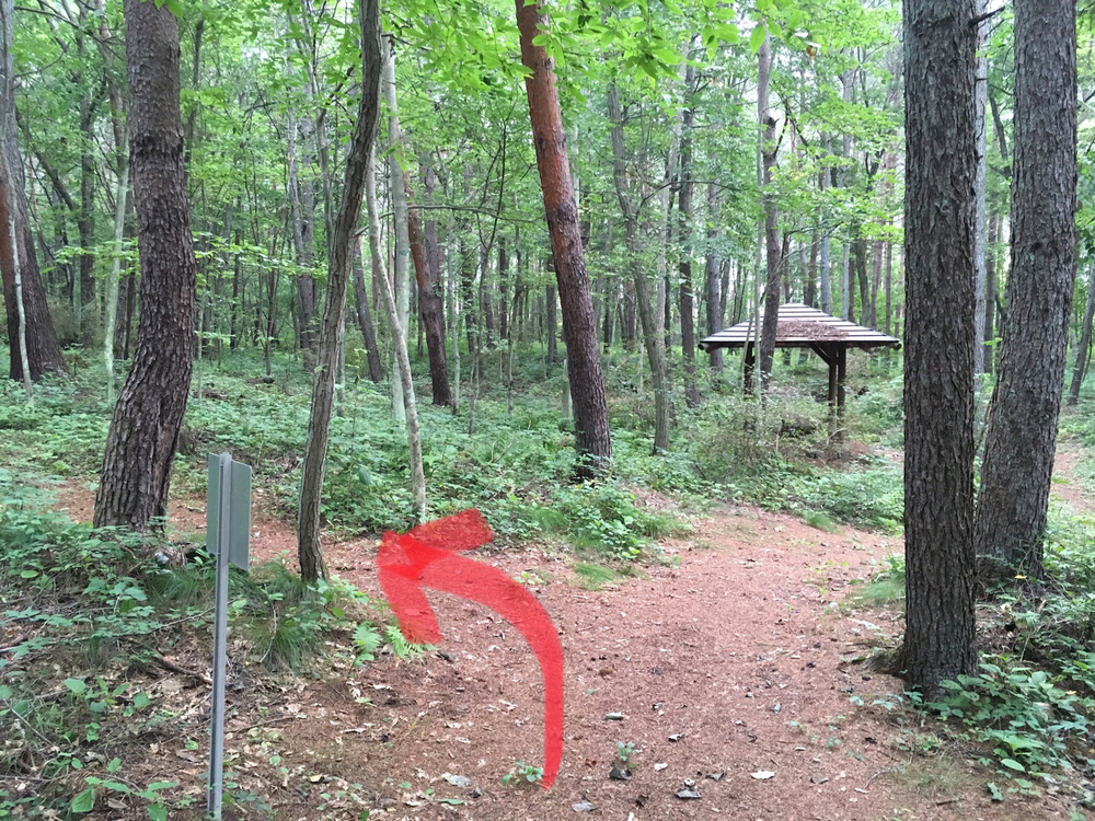 【軽井沢Runtrip】早朝にオススメ！森林浴ラン②の写真4