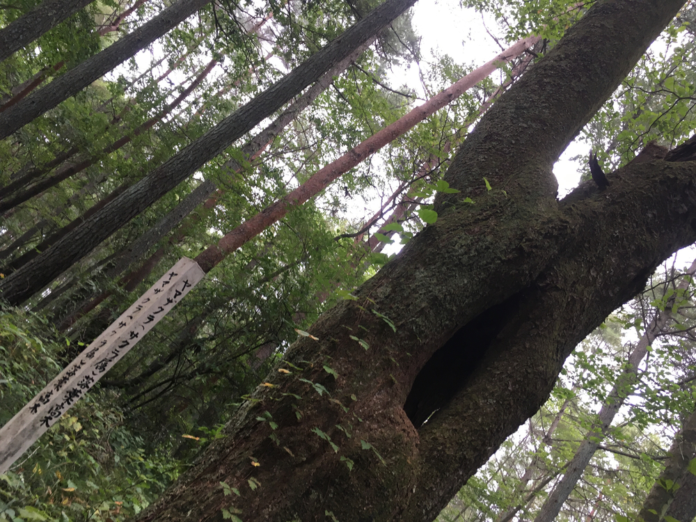 【軽井沢Runtrip】早朝にオススメ！森林浴ラン②の写真5