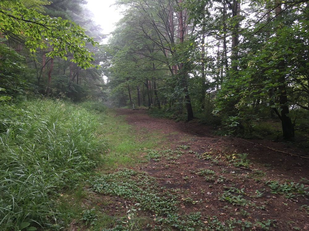 【軽井沢Runtrip】早朝にオススメ！森林浴ラン②の写真6