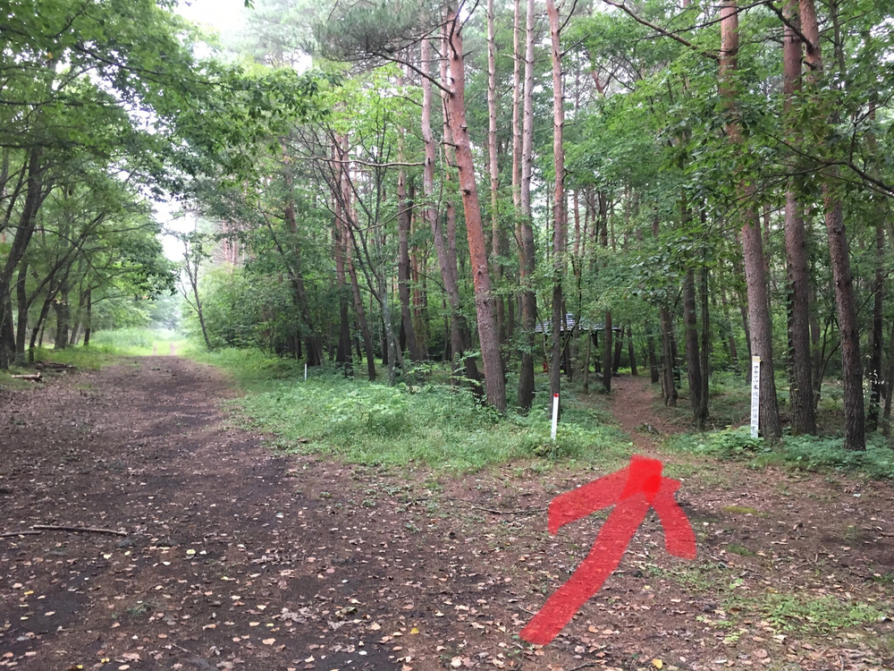 【軽井沢Runtrip】早朝にオススメ！森林浴ラン②の写真7