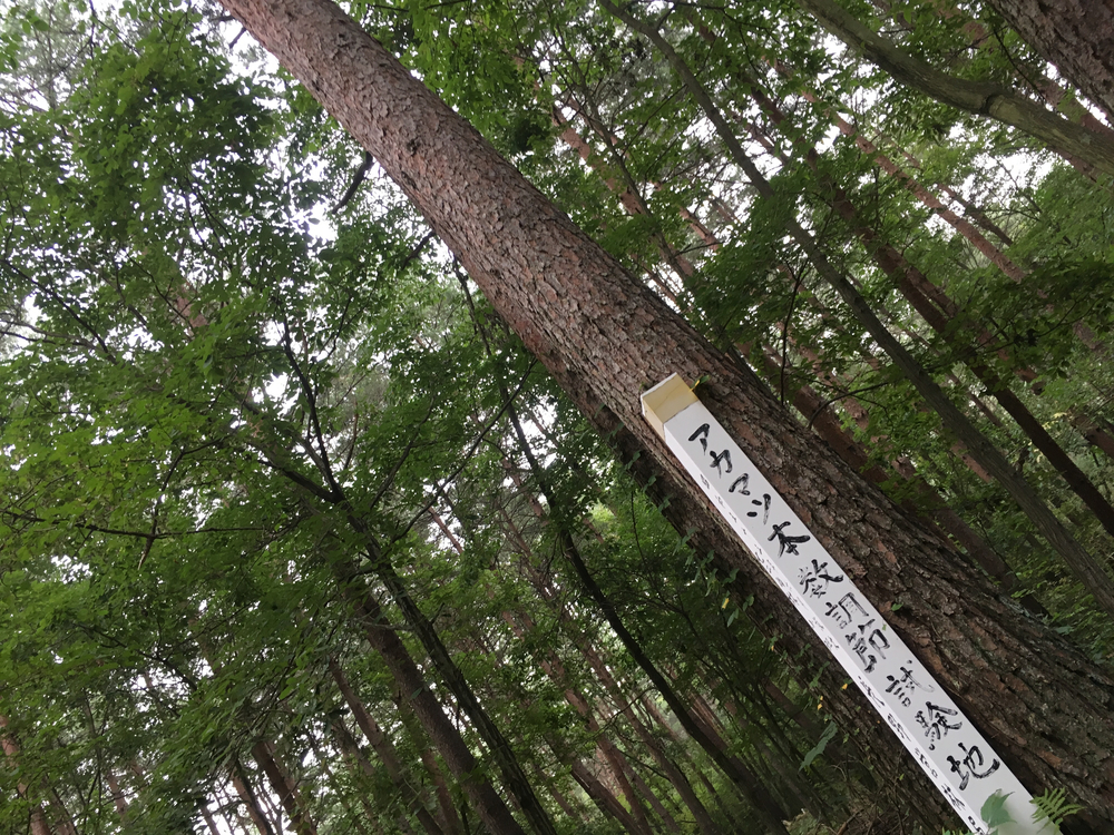 【軽井沢Runtrip】早朝にオススメ！森林浴ラン②の写真8