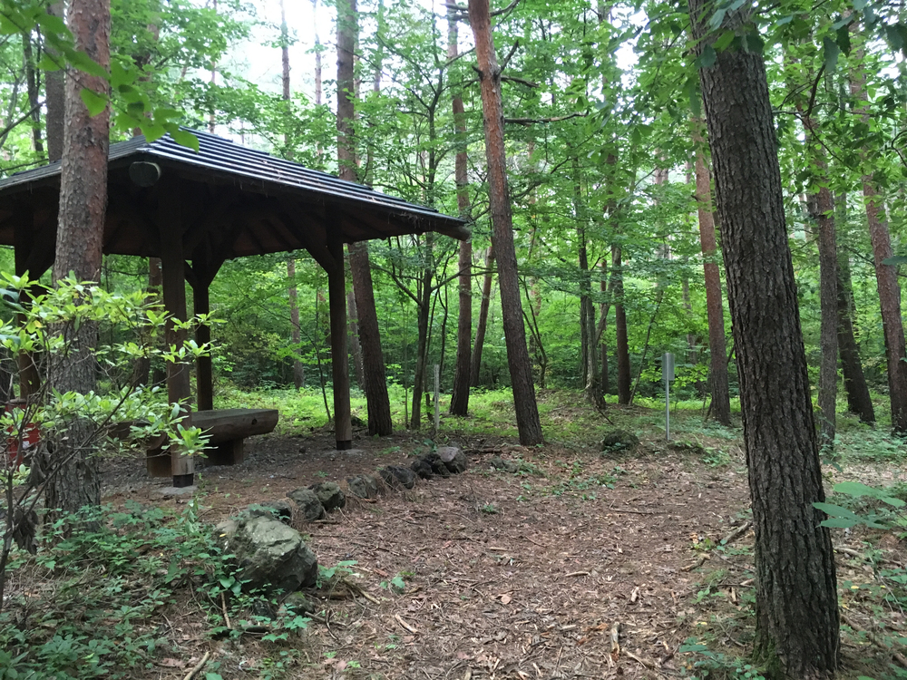 【軽井沢Runtrip】早朝にオススメ！森林浴ラン②の写真9