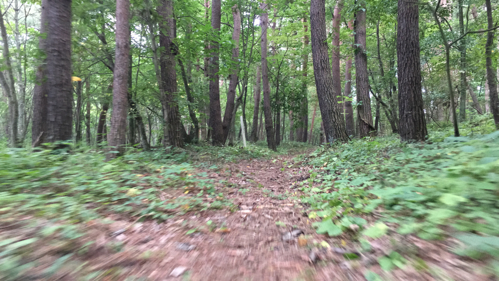 【軽井沢Runtrip】早朝にオススメ！森林浴ラン②の写真10