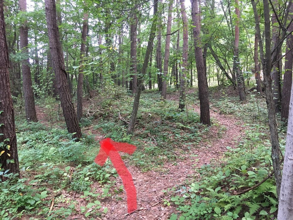 【軽井沢Runtrip】早朝にオススメ！森林浴ラン②の写真11