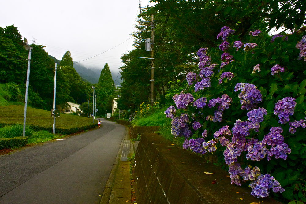 秦野の名水・葛葉の泉に水を汲みに行こう！の写真4