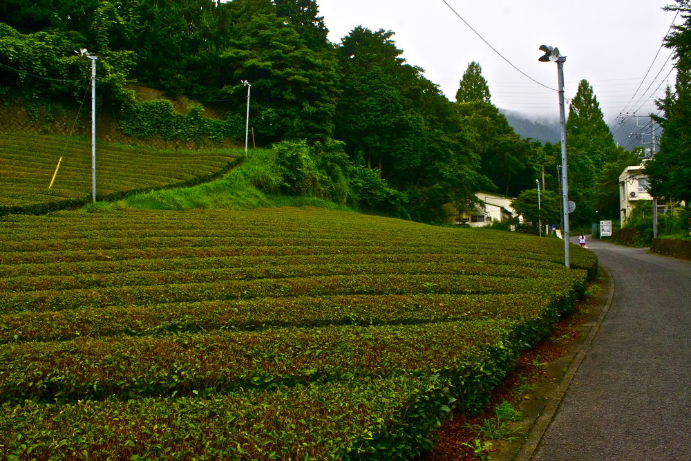 秦野の名水・葛葉の泉に水を汲みに行こう！の写真5