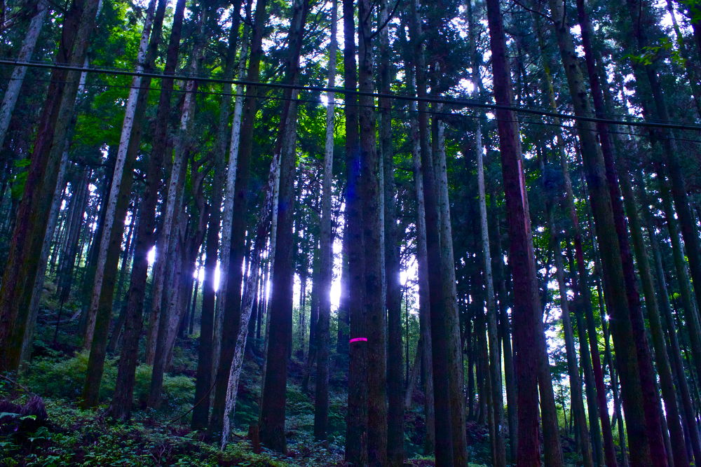 秦野の名水・葛葉の泉に水を汲みに行こう！の写真8