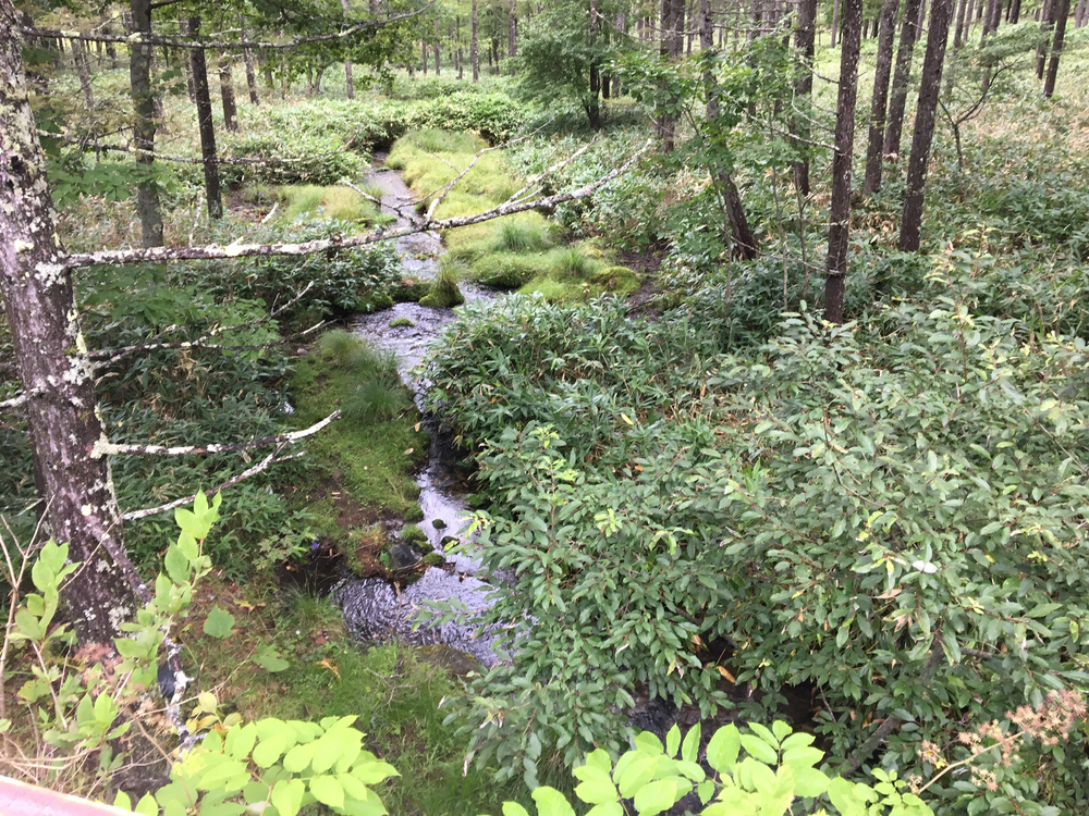 白樺湖からススズラ峠へ 340m を登るの写真4