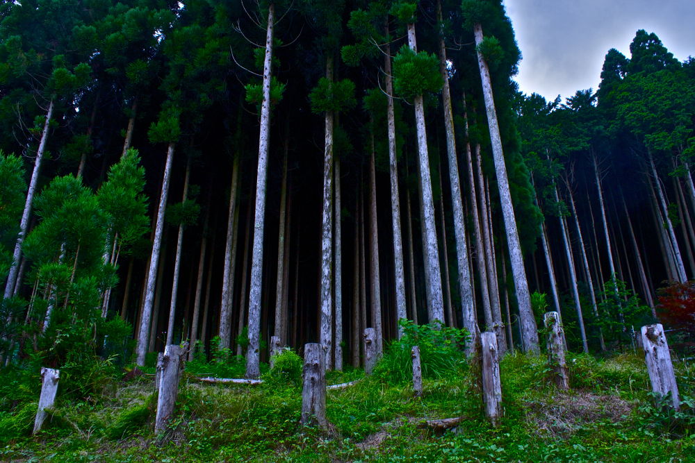 京都・鴨川の奥の奥の奥ゆかしさの写真9