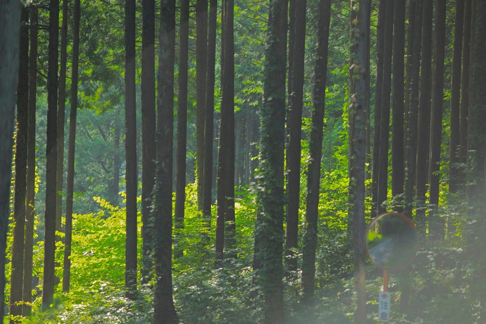 驚心動魄・エメラルドグリーンの阿寺渓谷の写真7