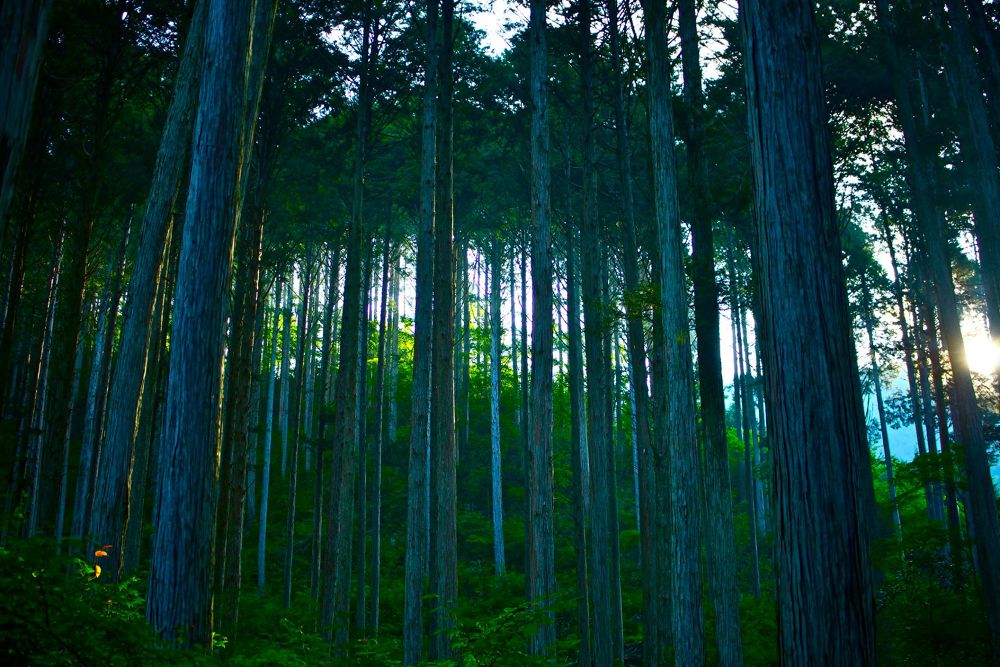 驚心動魄・エメラルドグリーンの阿寺渓谷の写真8