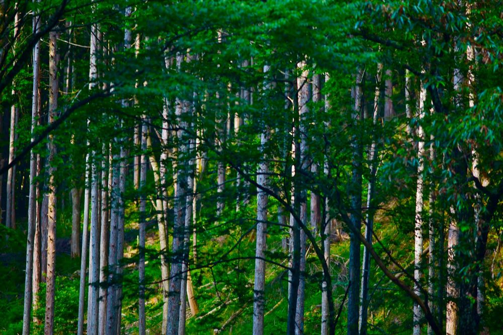驚心動魄・エメラルドグリーンの阿寺渓谷の写真9