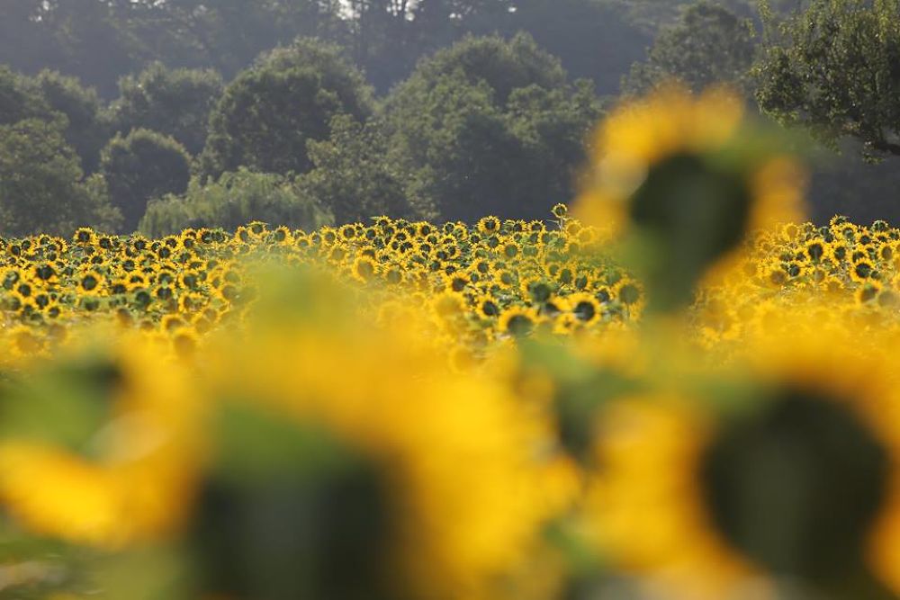 千波湖の奥・色鮮やかな偕楽園公園の写真3