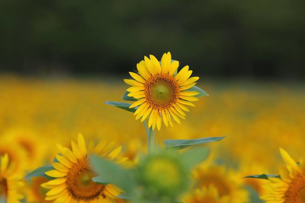 千波湖の奥・色鮮やかな偕楽園公園の写真4